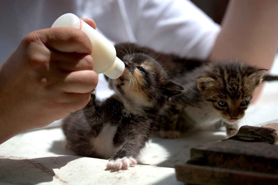 Выкормить котенка без кошки