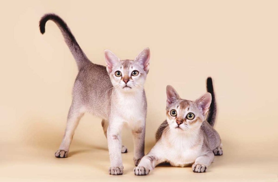 Сингапурская вислоухая кошка