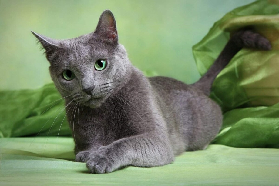 Русская голубая кошка крысоловка