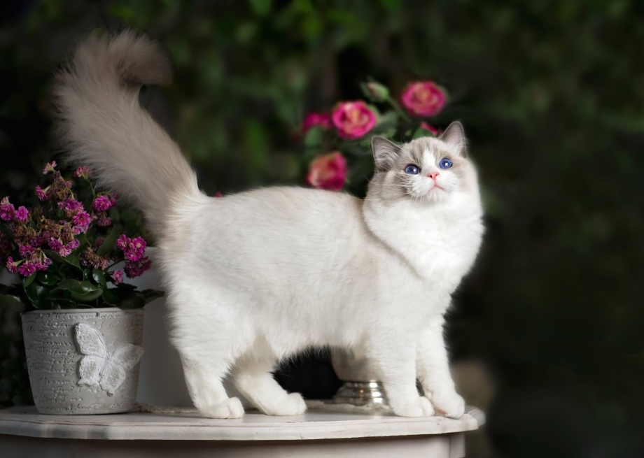 Рэгдолл котята