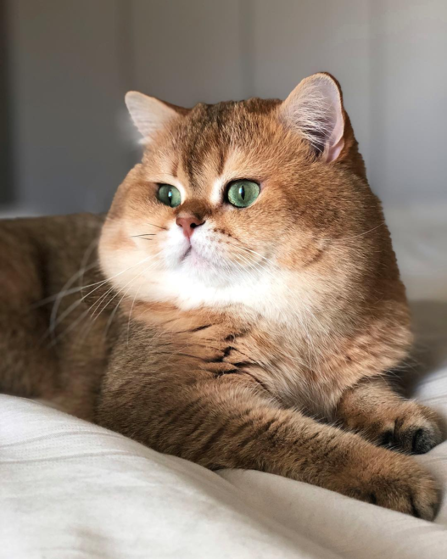 Шотландская короткошерстная Золотая шиншилла
