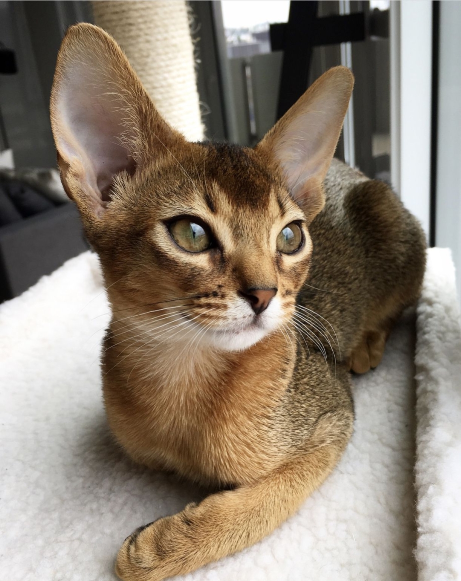 Абиссинская Шотландская кошка