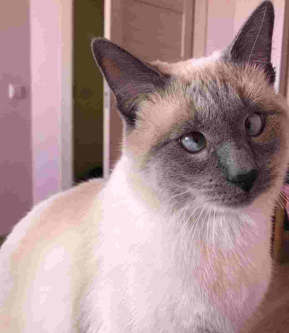 Сиамский кот косоглазый