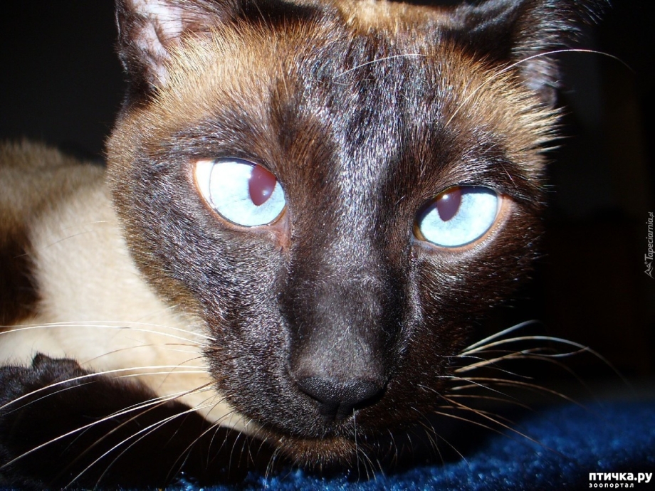 Тайская кошка косоглазие