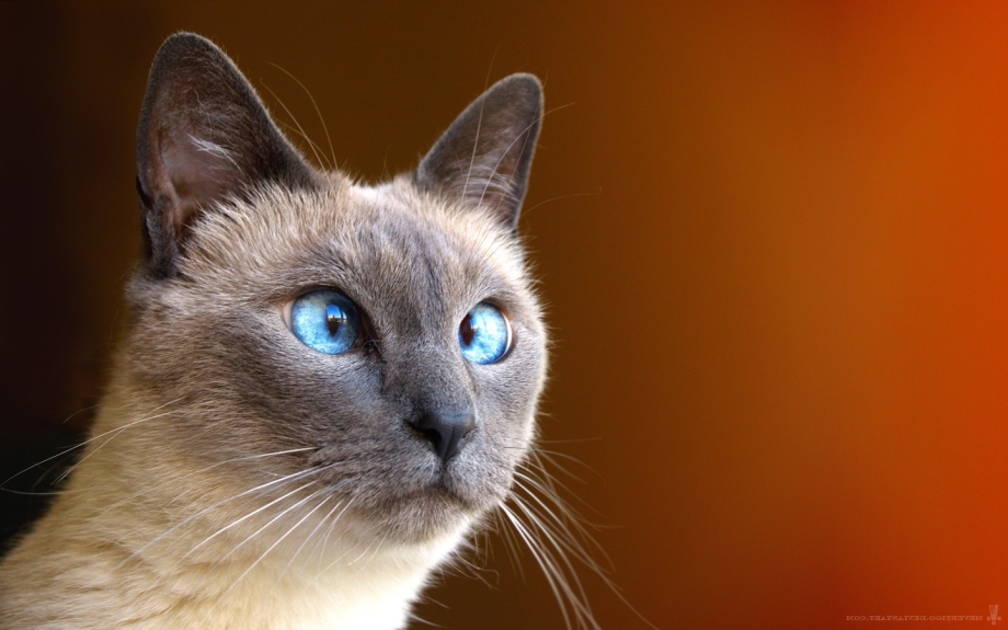 Тайская кошка косоглазие