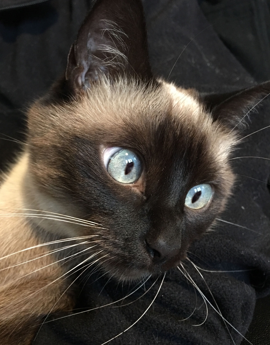 Сиамские коты