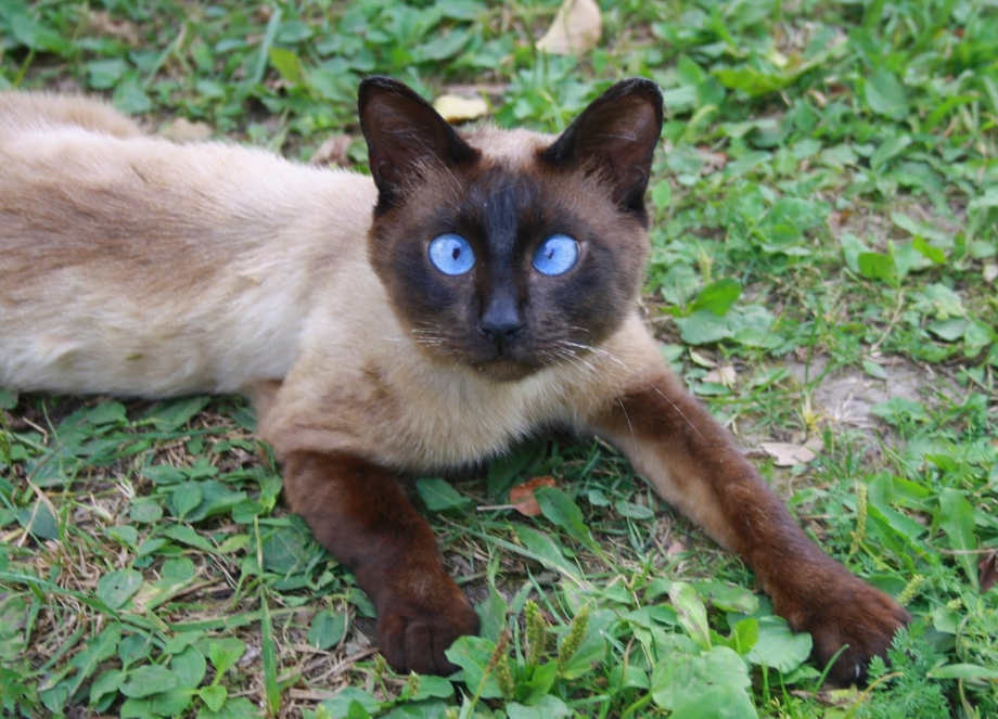 Тайский кот косоглазие