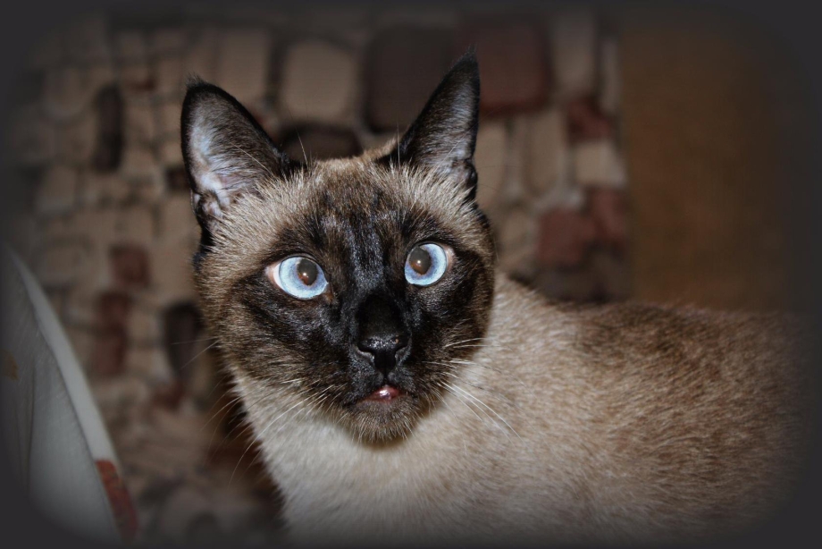 Тайская кошка косоглазие