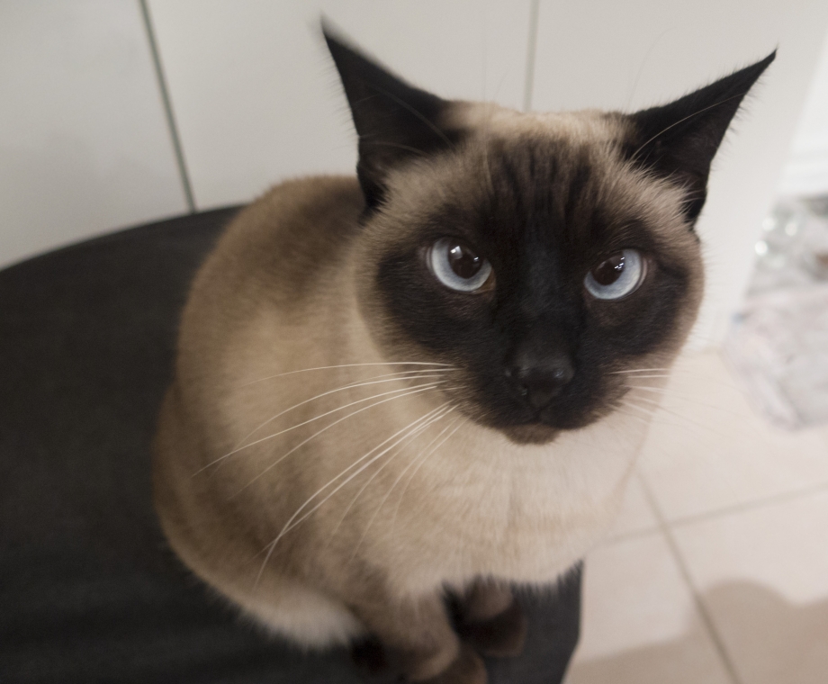 Тайский кот и сиамский кот