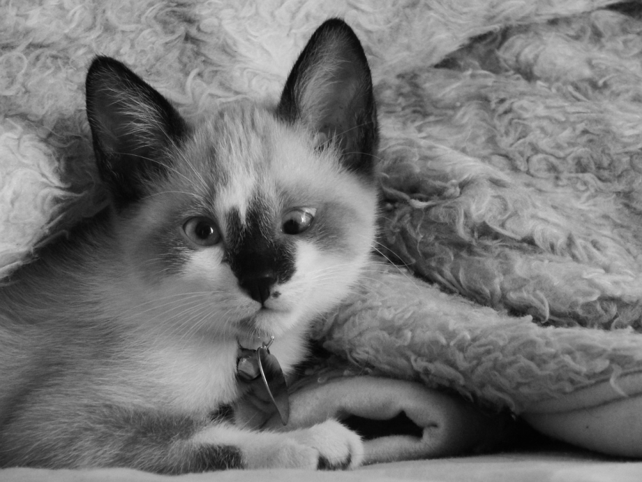 Сиамская кошка