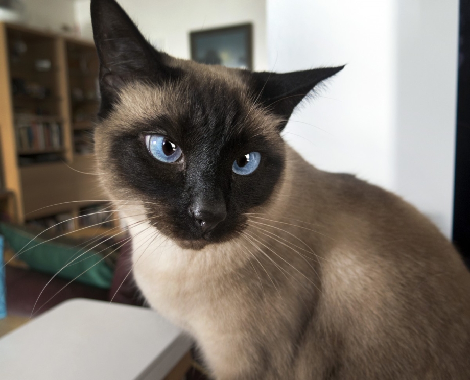 Сиамские коты