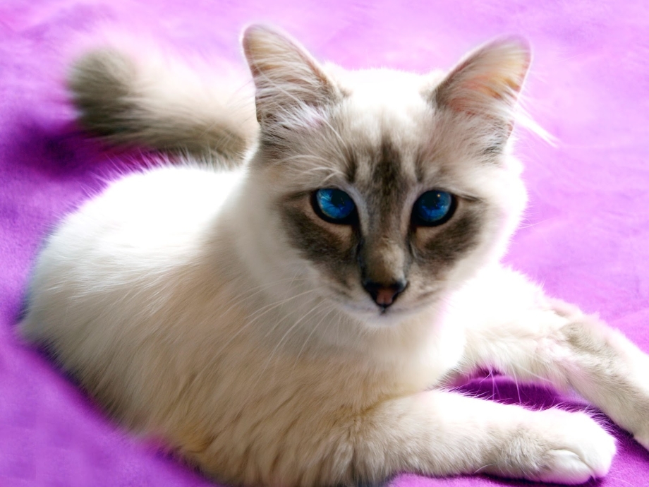 Тайская кошка косоглазая