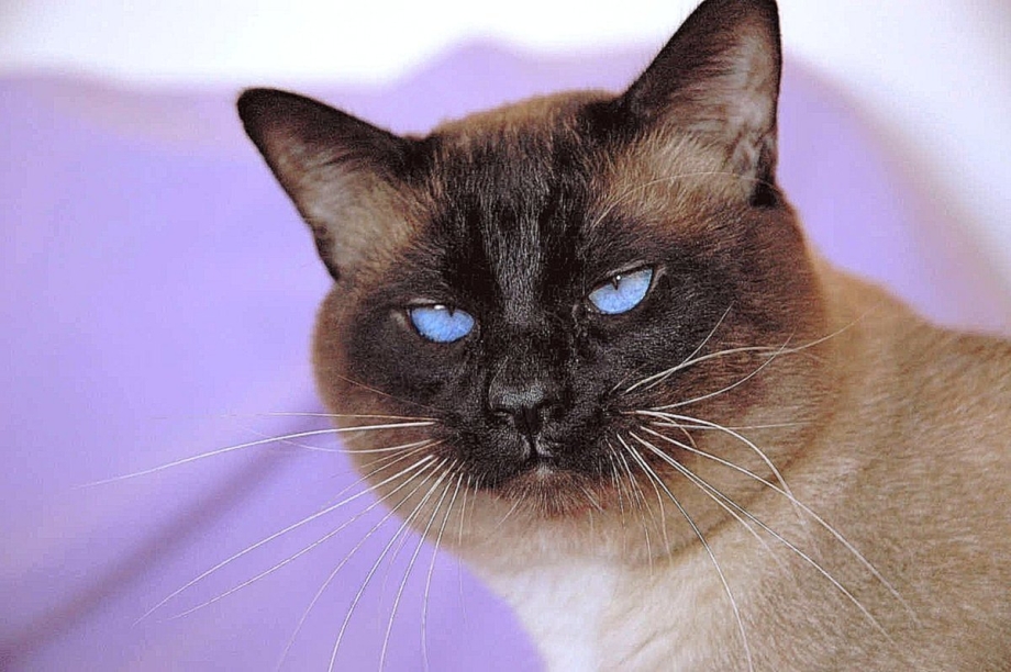 Тайская кошка косоглазие