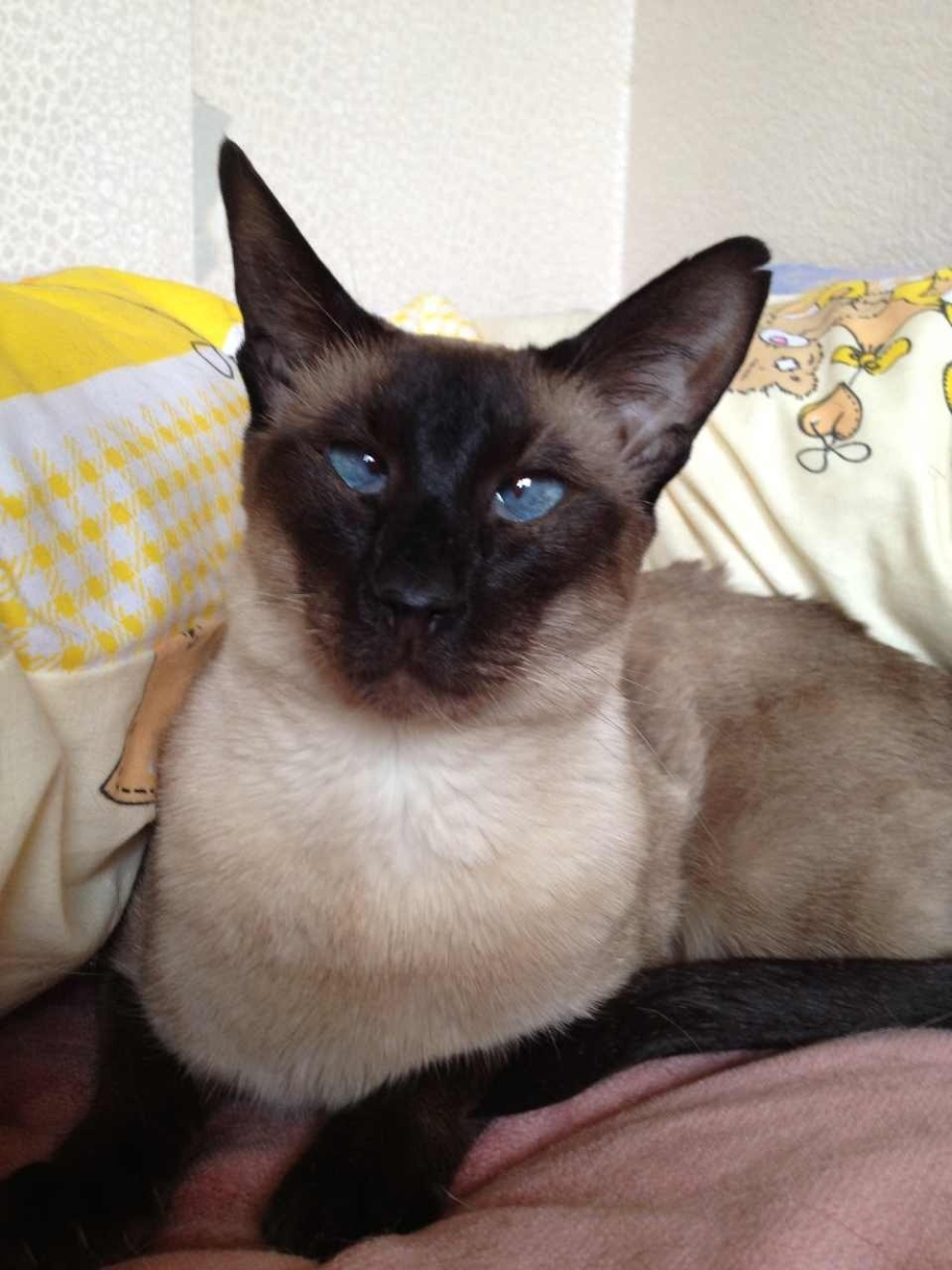 Тайская кошка косоглазие