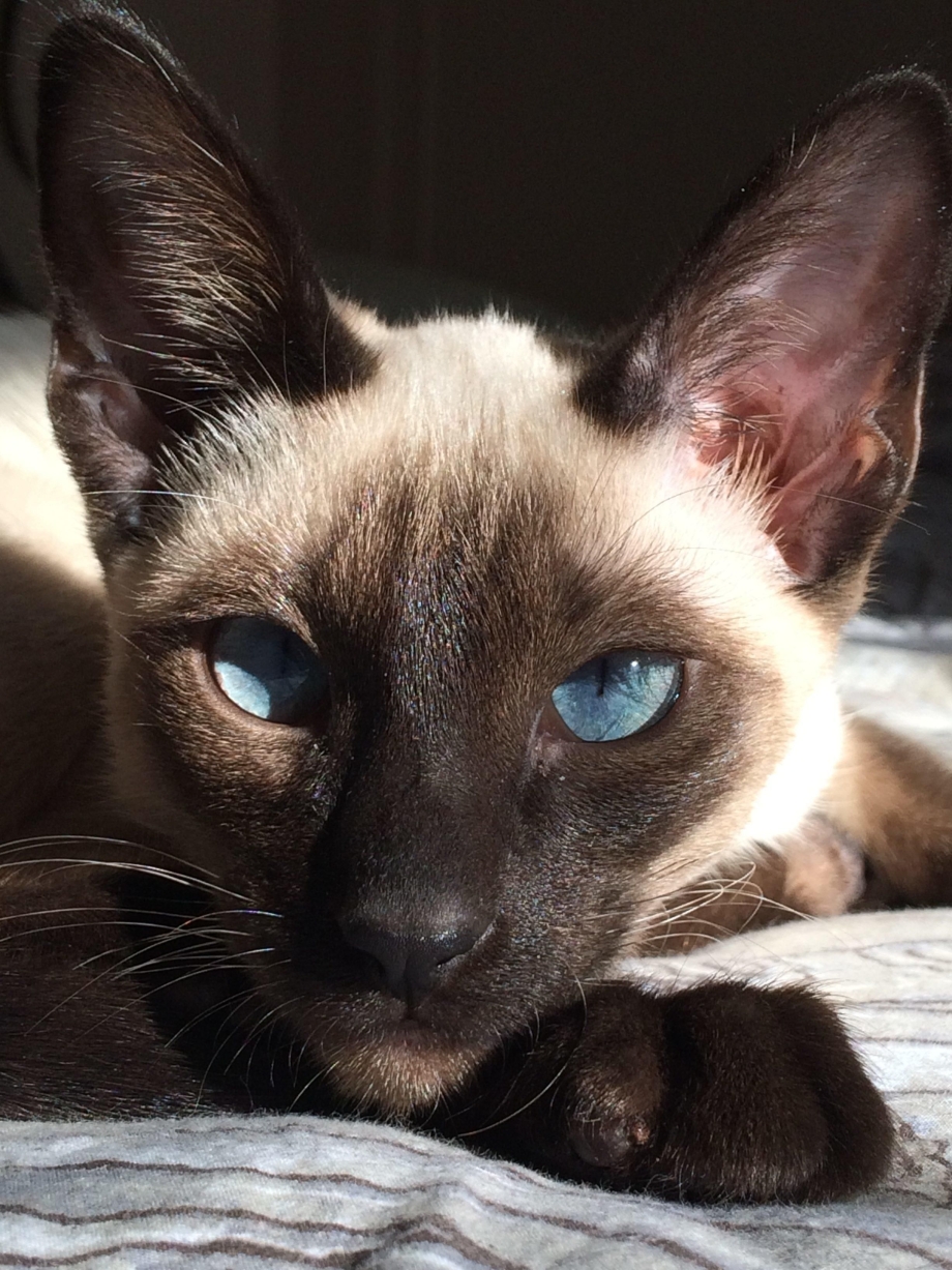 Сиамский кот косоглазый