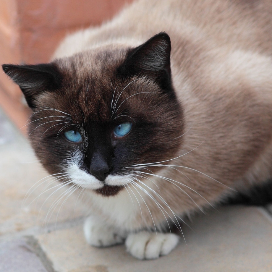 Сиамский кот косоглазие