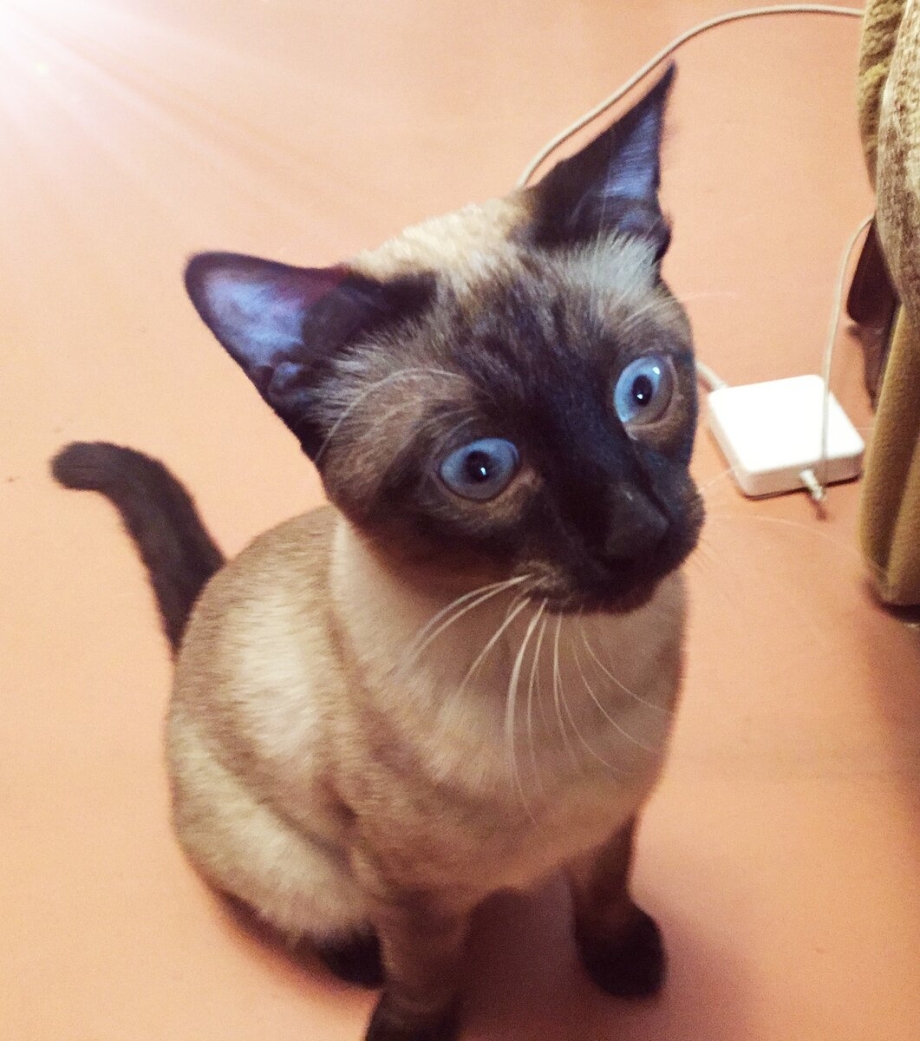 Китайский сиамский кот