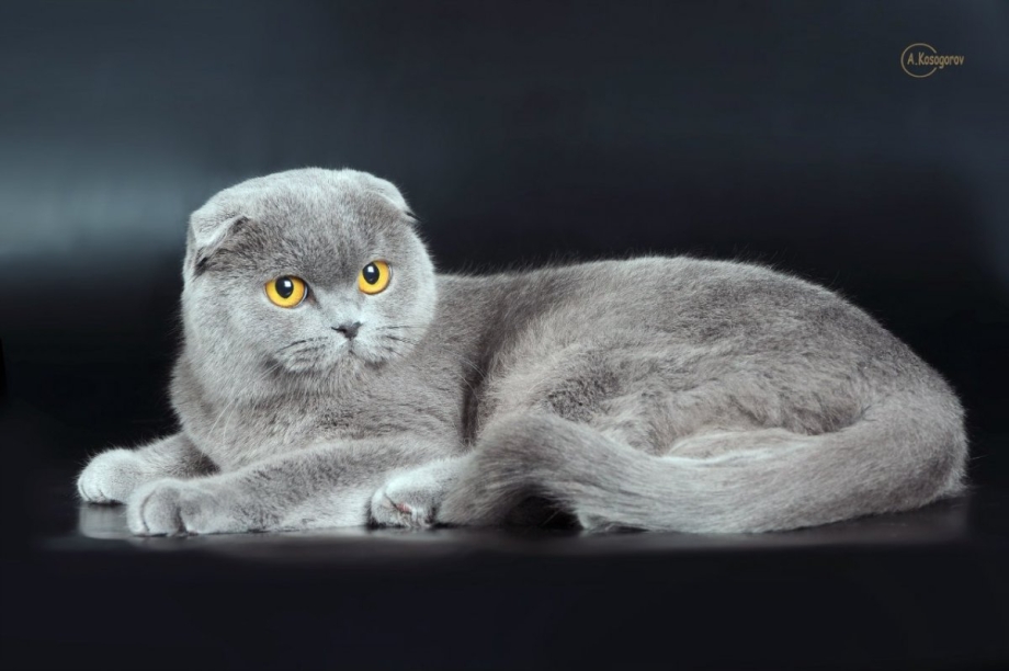 Британские котята фото вислоухие серые