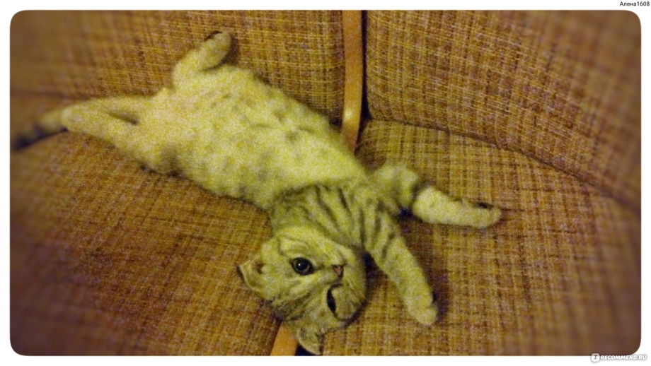 Линяют ли Шотландские кошки