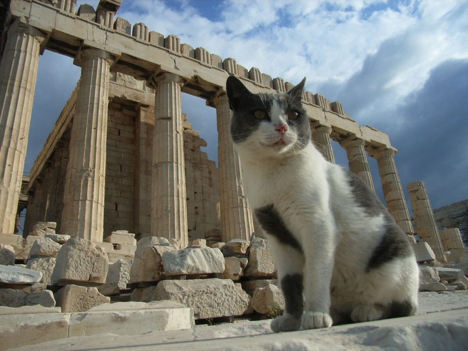 Коты в Греции
