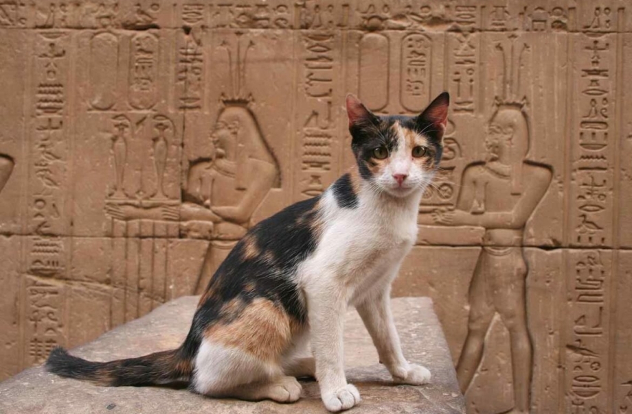 Египетская Храмовая кошка