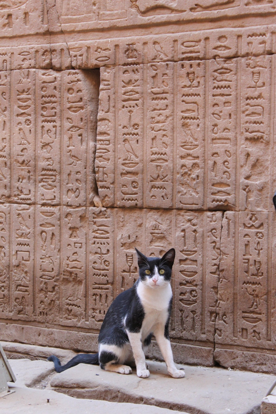 Кот в древнем Египте
