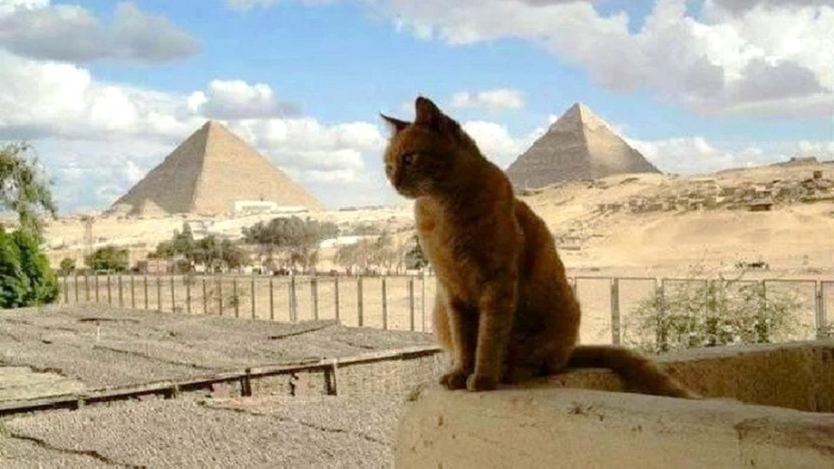 Кошки сфинксы в древнем Египте