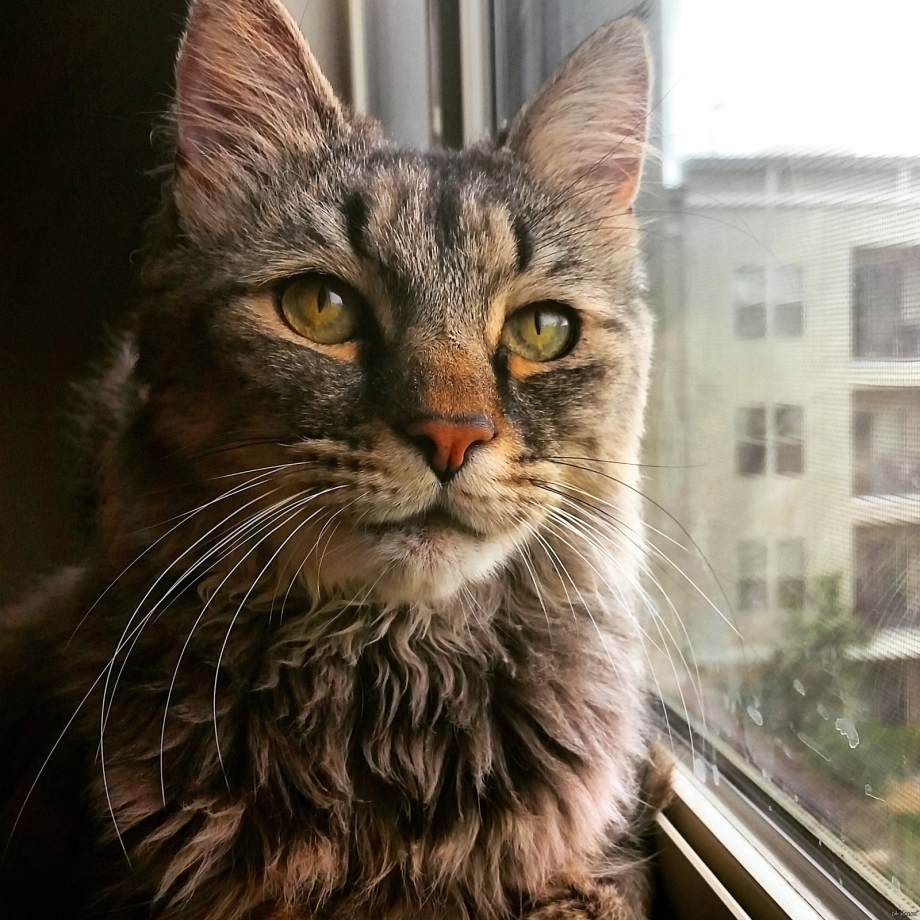 Сарай для кошек