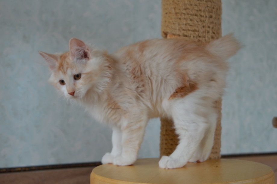 Курильский бобтейл