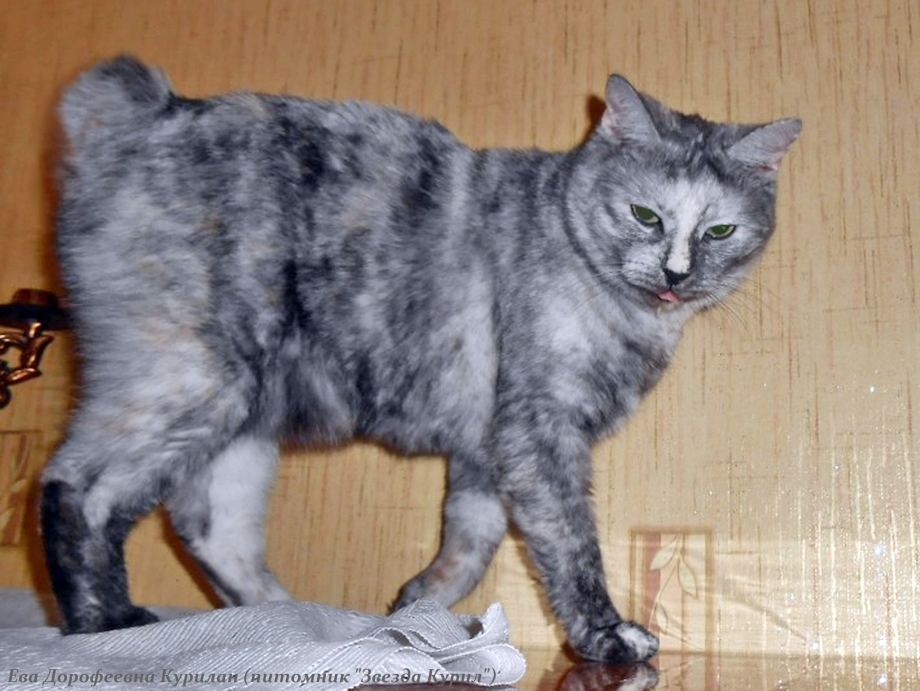 Другая кошка