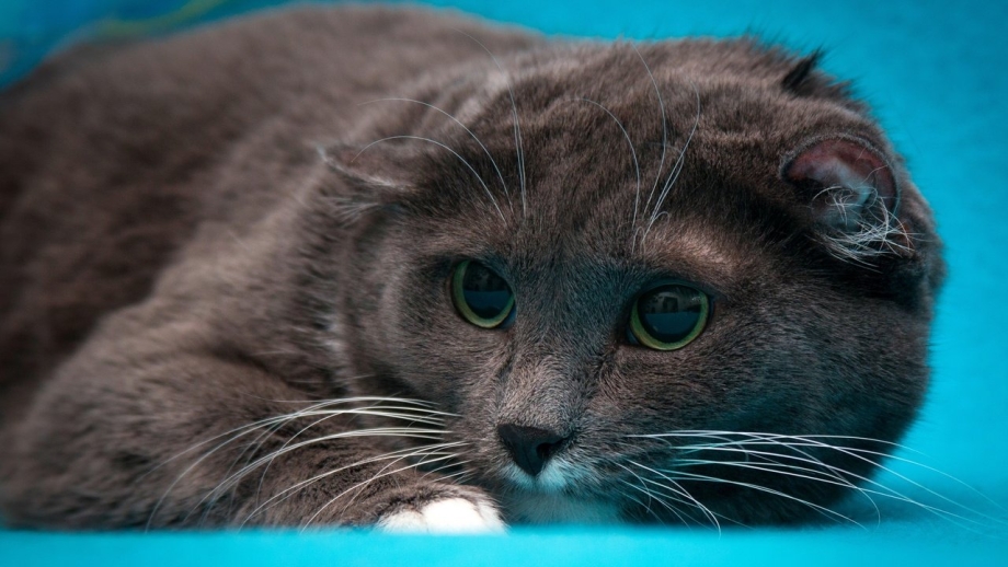 Шотландский вислоухий кот