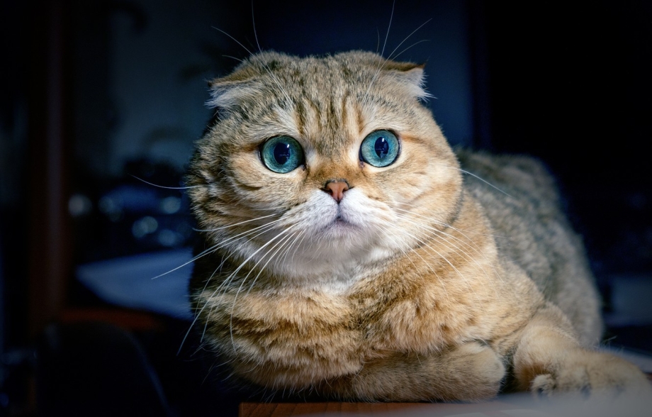 Шотландский вислоухий кот голубоглазый