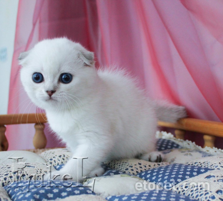 Шотландский шиншилловый голубоглазый вислоухий Пойнт