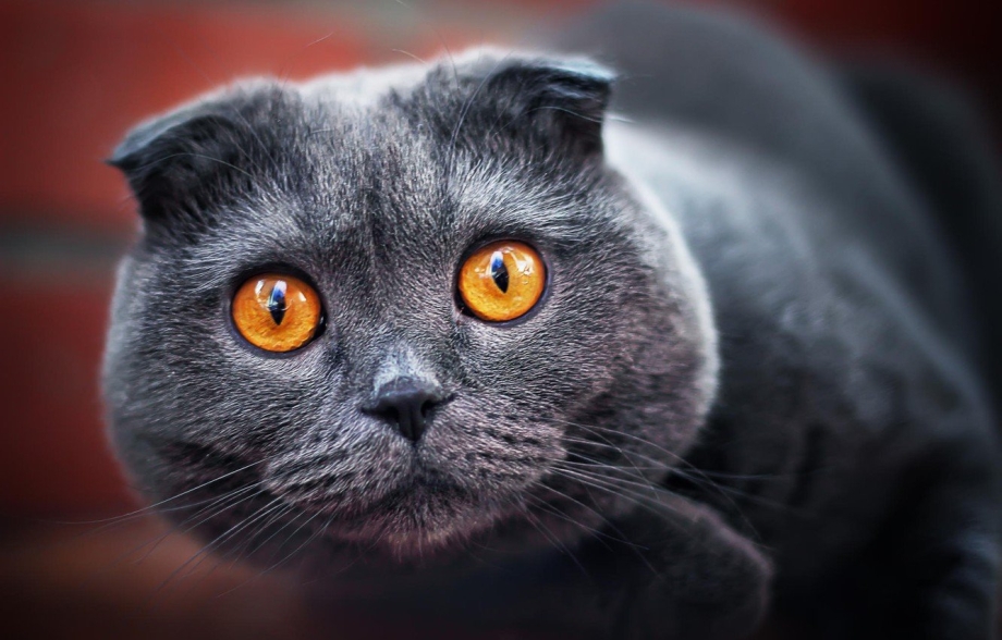 Шотландская вислоухая кошка серая