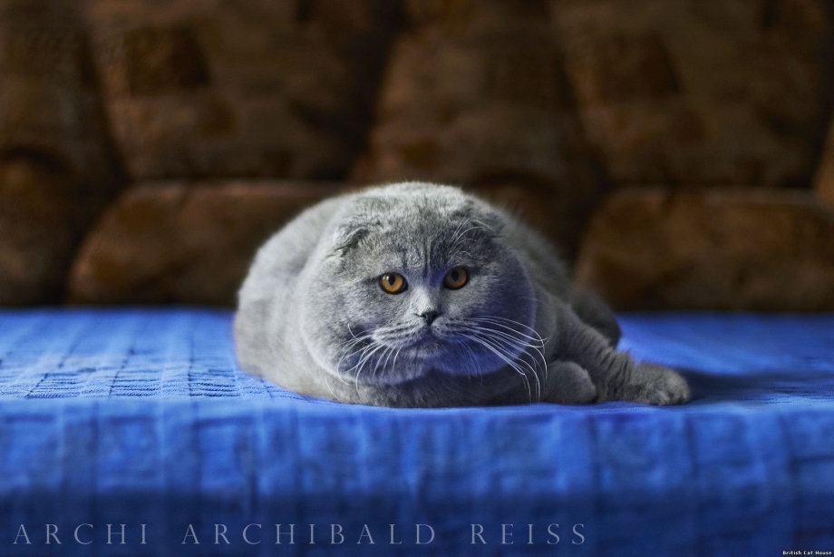 Шотландский вислоухий кот голубой