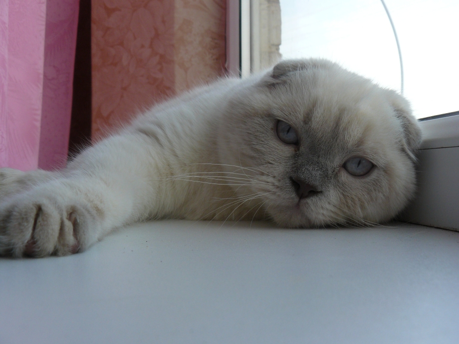 Шотландский вислоухий кот белый