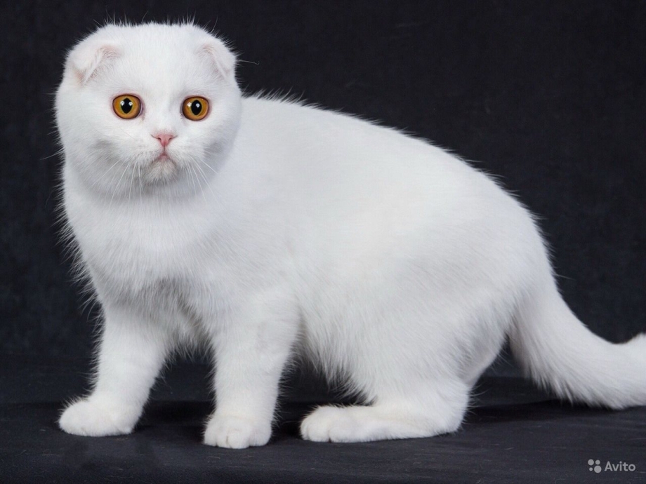 Шотланская Веселуха кошка