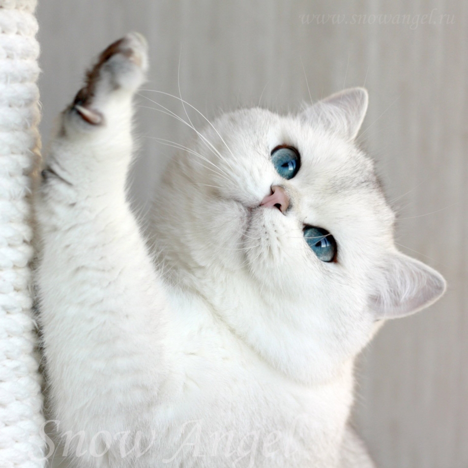 Кошка Британская шиншилла белая