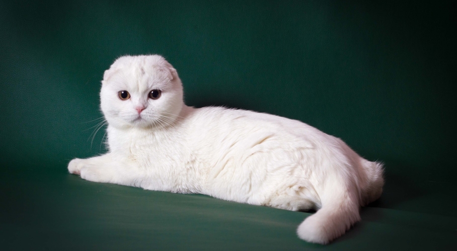 Шотландская вислоухая кошка