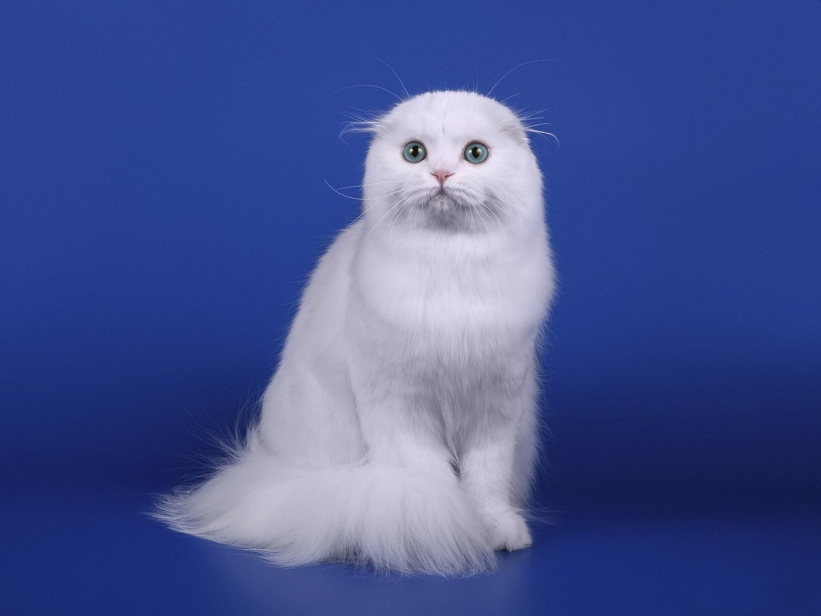 Скоттиш фолд кот белый