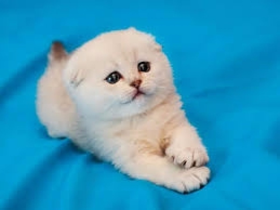 Шотландские вислоухие коты белые