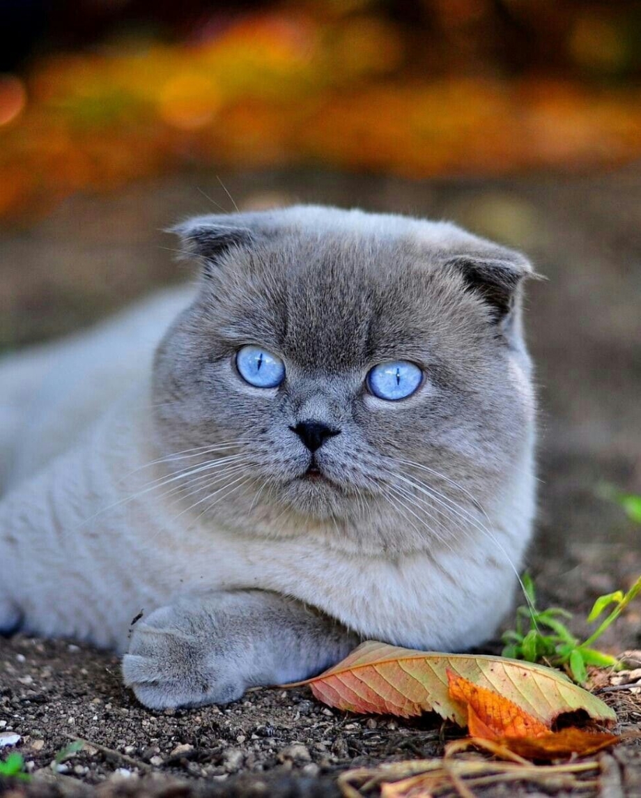 Британский скоттиш фолд