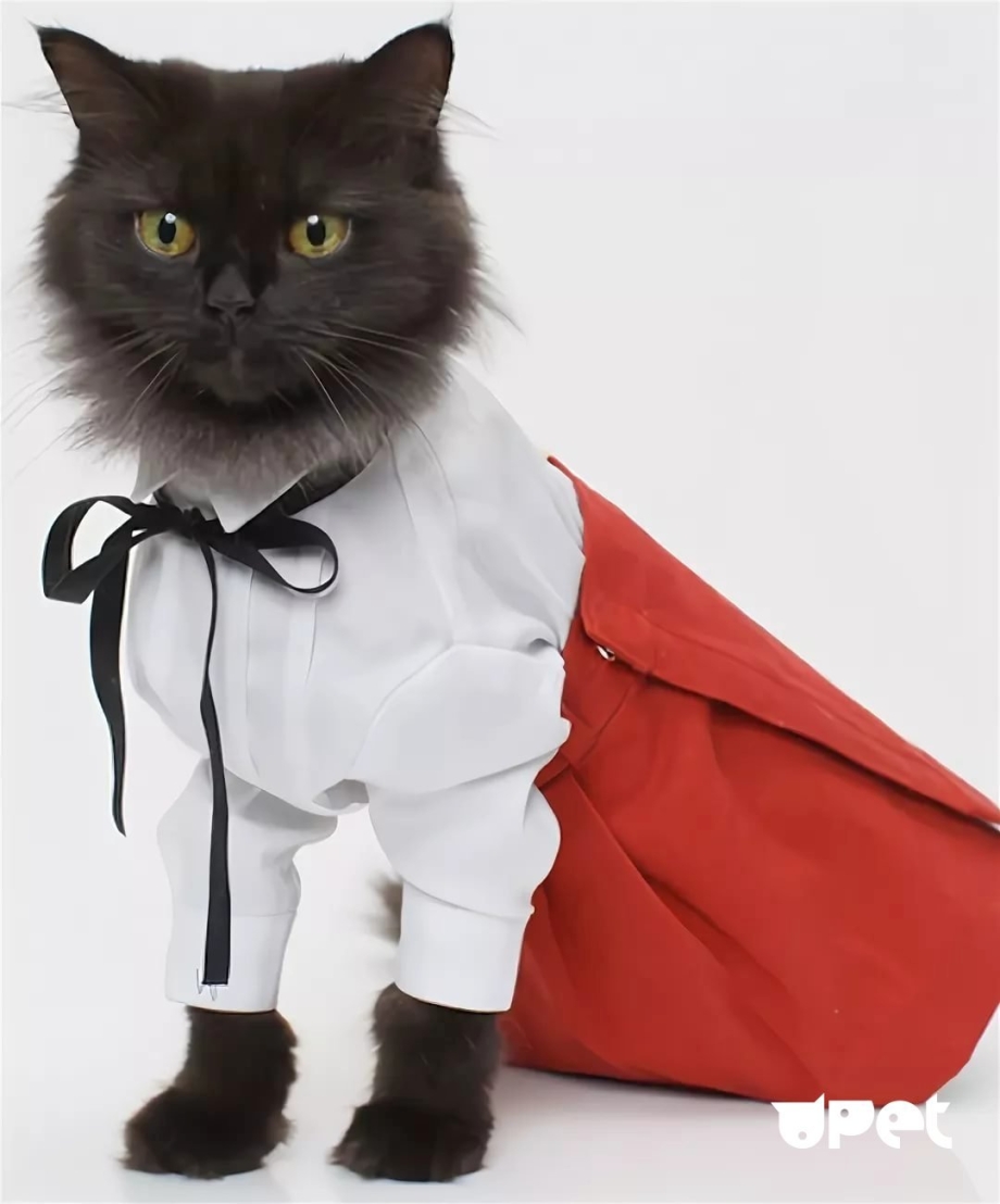Праздничные костюмы для кошек