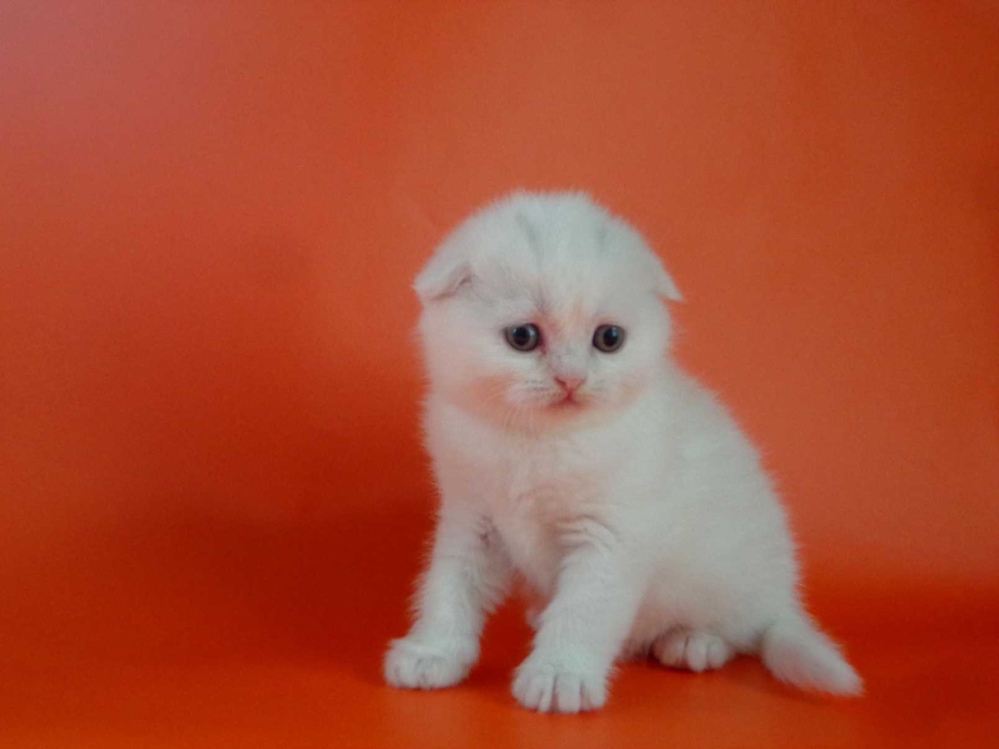 Белый шотландский вислоухий котенок