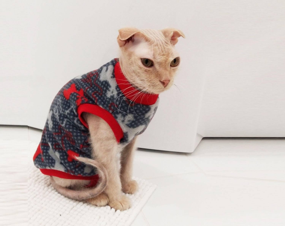 Одежда для кошек