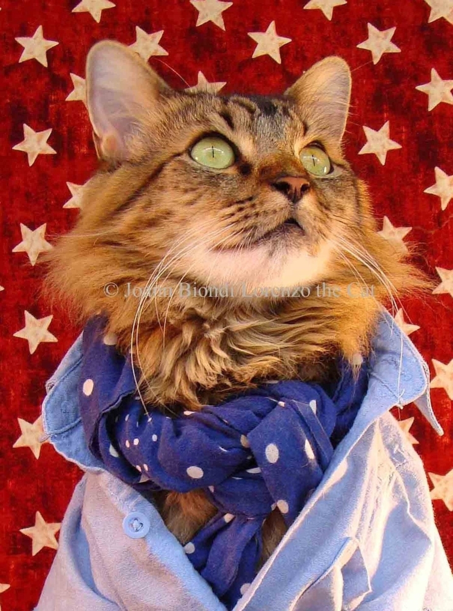 Кот Лоренцо