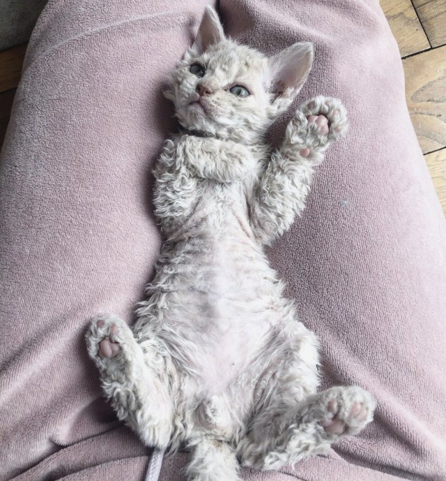 Кудрявые котята
