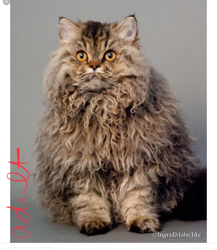 Ламбкин кошка