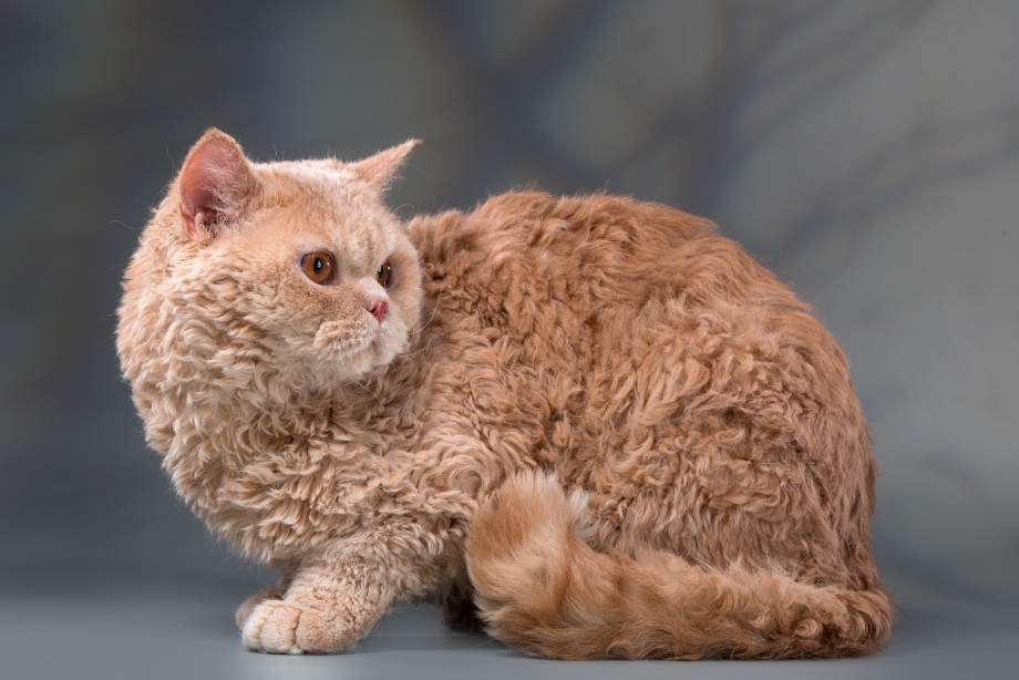 Лэмкин кошка
