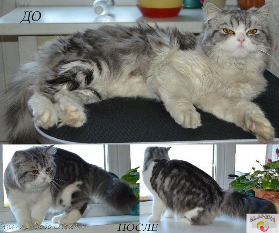 Стрижка кошек до и после